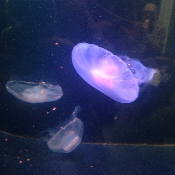10/25/2015 tarihinde Klárka B.ziyaretçi tarafından Oceanarium, The Bournemouth Aquarium'de çekilen fotoğraf