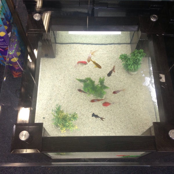 Animal Kingdom Pet Shop Hillfox informacionpublica.svet.gob.gt