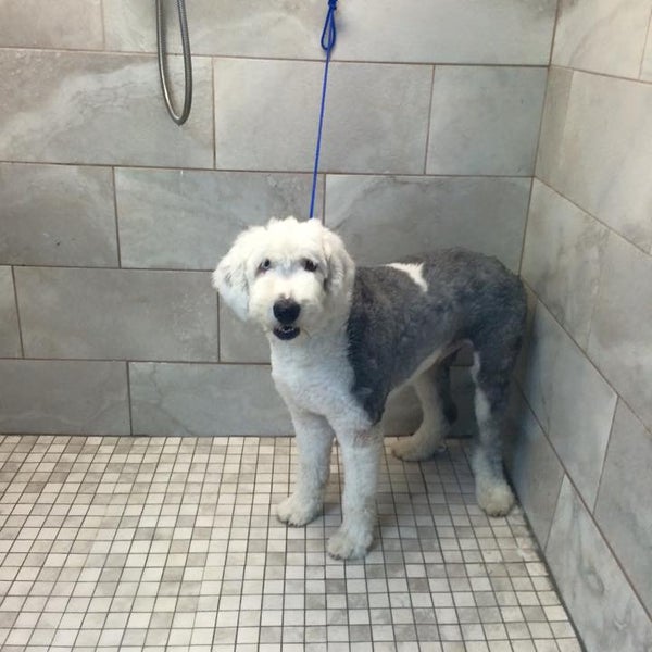 Does you dog or cat need a groom?  We have affordable prices & two experienced groomers ready to serve you. We have a large walk-in shower for big dogs and a stainless steel tub for all size dogs.  