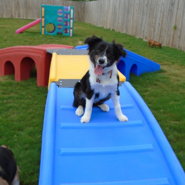 Bring your dog in for daycare to socialize and play with other dogs.