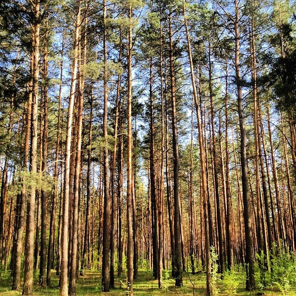 въезд в лес запрещен. закрыли лес. посещение лесов запрещено. закрытый лес. ограничение въезда в лес.