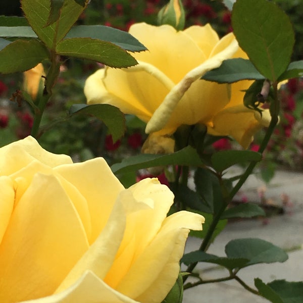 Freeman Gardens Glen Ridge Fasci Garden