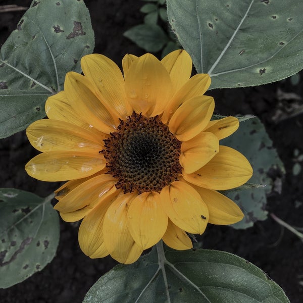 RD's Sunflower Farm Tagaytay City 4 visitors