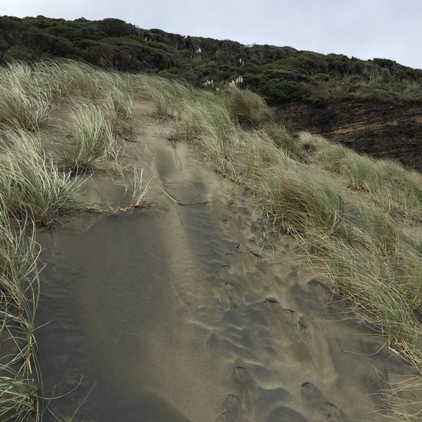 Bethells Beach the Wilds