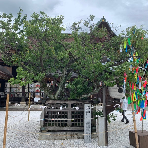 紅和魂梅 飛梅伝説伝承の御神木 Kyoto 京都府 Da Fotograflar