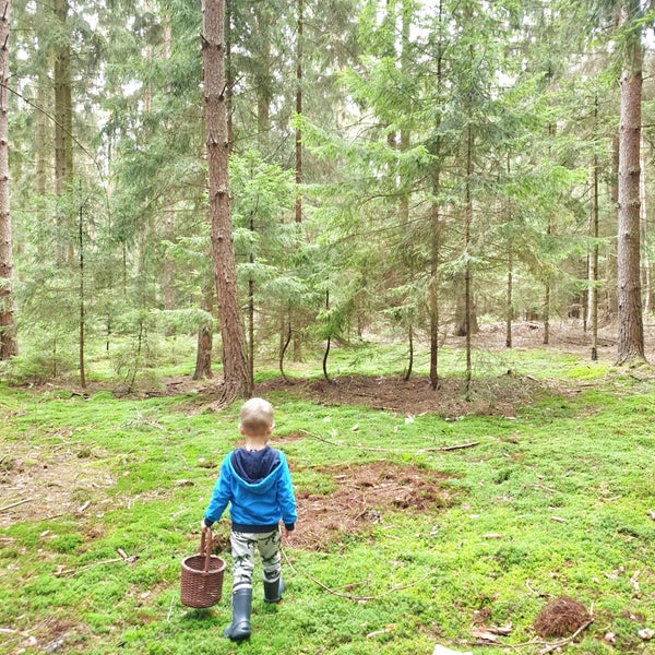 Еловый лес. Бесовский лес. In the middle of the forest. Зеленые джунгли. Девушка в лесу.