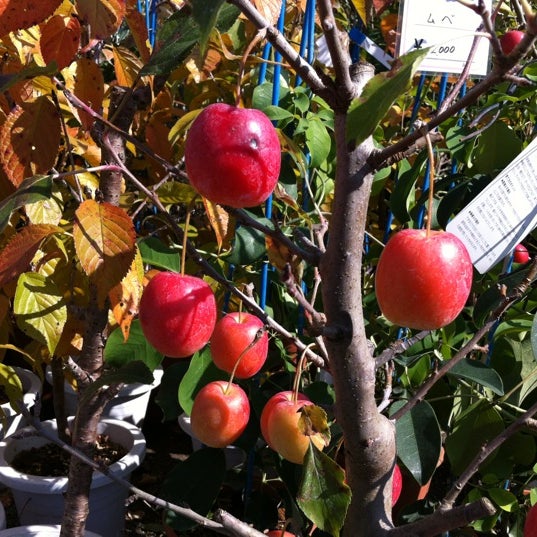 Photos At みやざき植木市 宮崎神宮東神苑