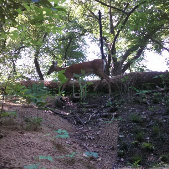 6/8/2014 tarihinde Carrie F.ziyaretçi tarafından Dumbarton Oaks Park'de çekilen fotoğraf