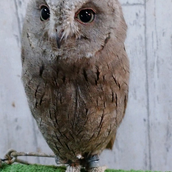 Photos At ふくろうカフェricky 盛岡市 岩手県