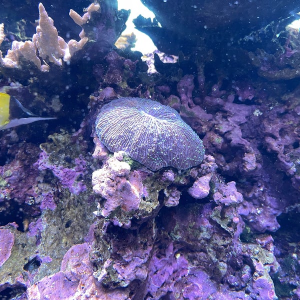 Photo taken at Waikiki Aquarium by Will B. on 6/23/2022