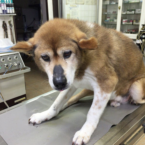 Photos At 堀犬猫病院 緑区 大将ヶ根1丁目1017