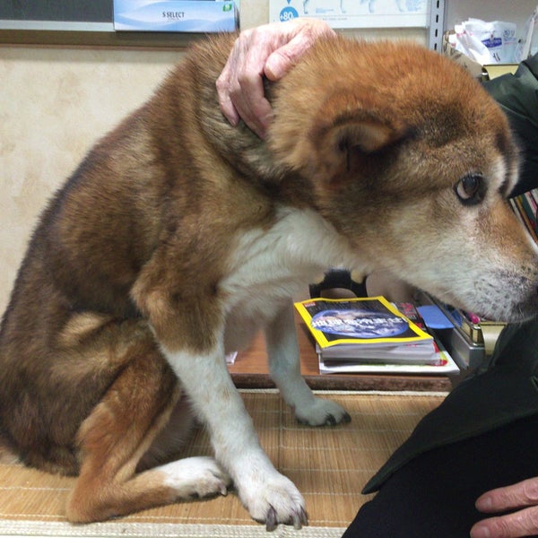 Photos At 堀犬猫病院 緑区 大将ヶ根1丁目1017