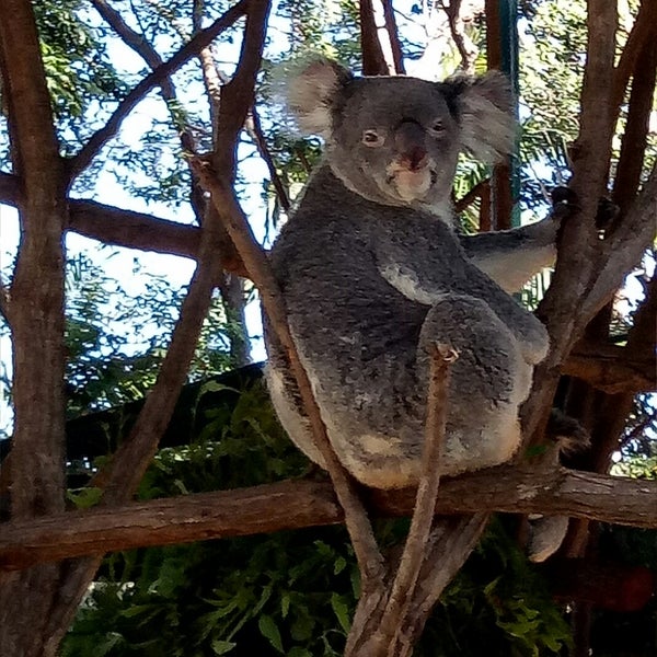 Koala Park Neighborhood