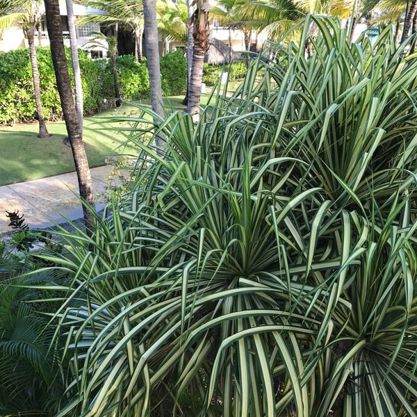 Foto tomada en Paradisus Punta Cana Resort  por Victoria S. el 1/14/2017