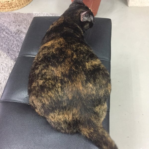 Photos at Klinik Haiwan u0026 Surgeri Puncak Jalil - no 29G Jalan PUJ 3/8