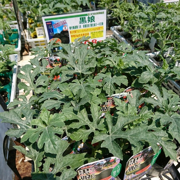 Photos At ジョイフル本田 ガーデンセンター