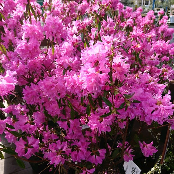 Photos At ジョイフル本田 ガーデンセンター