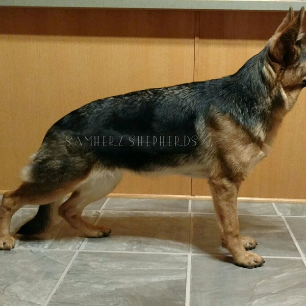samherz shepherds
