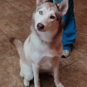 Noah S Ark Veterinary Boarding Resort Pet Service In Millersville