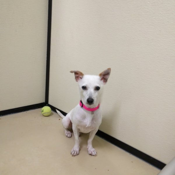 Photos at Kentucky Humane Society East Campus Animal Shelter in