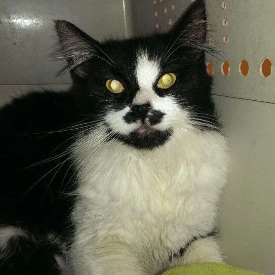 pet care center slauson