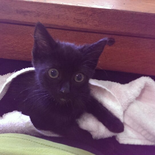 pet care center slauson