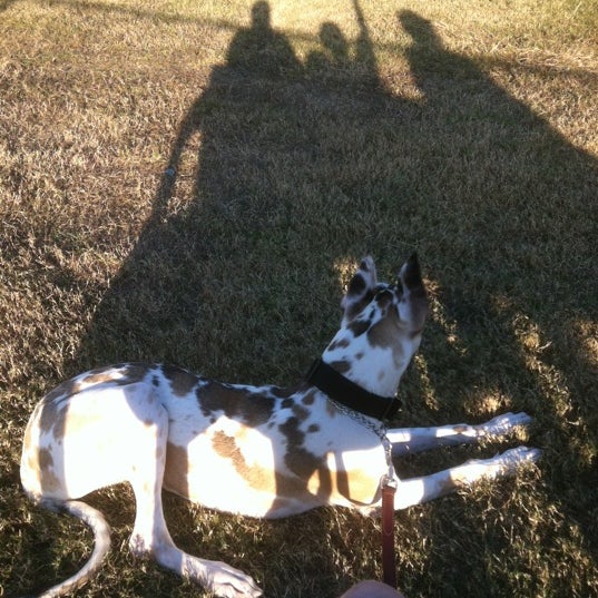 Pasadena Dog Park Dog Park in Pasadena