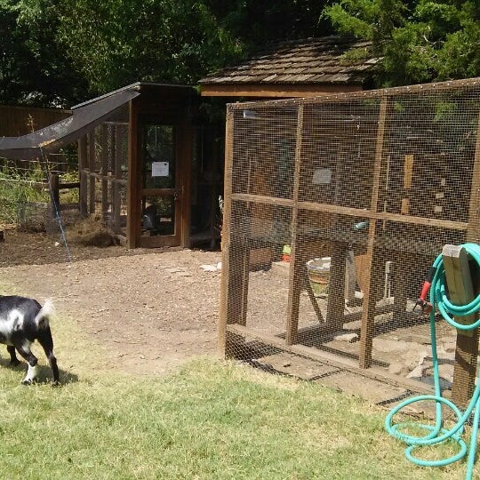 White Rock Montessori Dallas'ta Okul