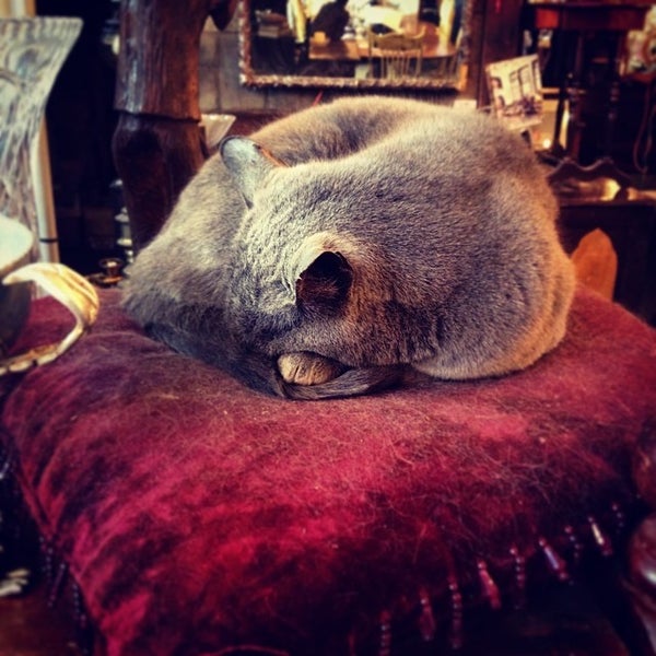 Silver Fox Architectural Salvage Antique Store in Albany