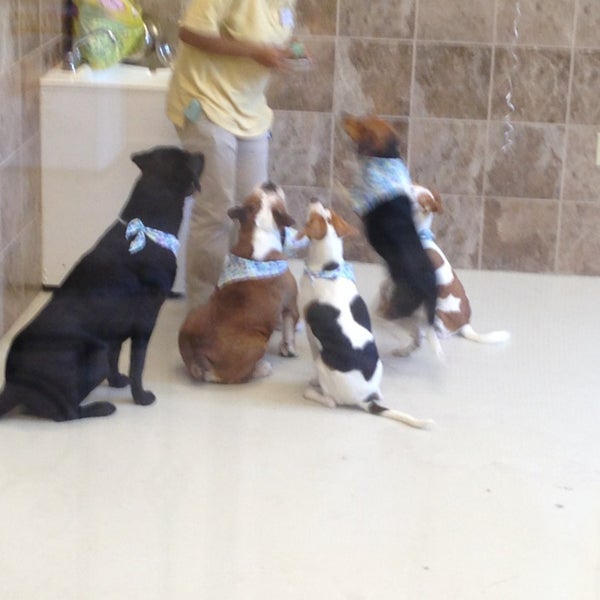 Animal House Pet Hotel & Spa Midtown 4 tips