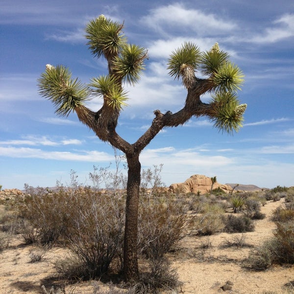 Joshua Tree National Park Pay Entrance Twentynine Palms, CA