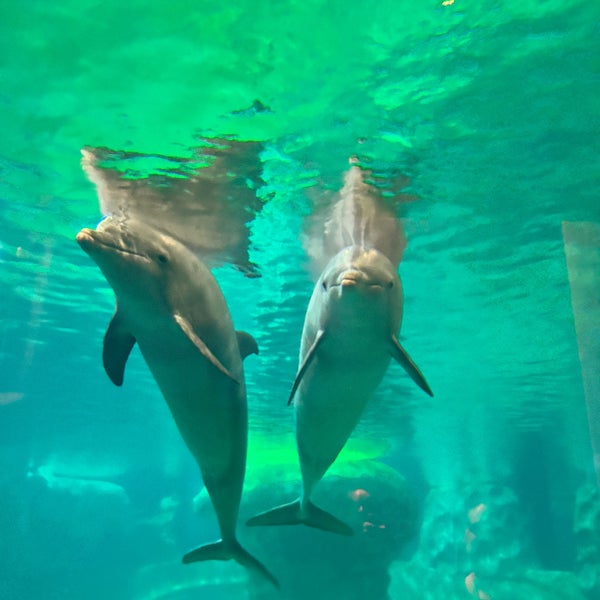 Das Foto wurde bei Georgia Aquarium von Kira F. am 1/24/2024 aufgenommen
