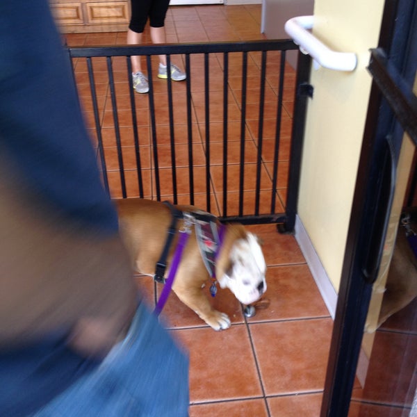 Cage Free K 9 Camp South Robertson Los Angeles CA