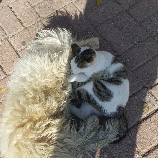 Star Rent A Car Oto Bayisi