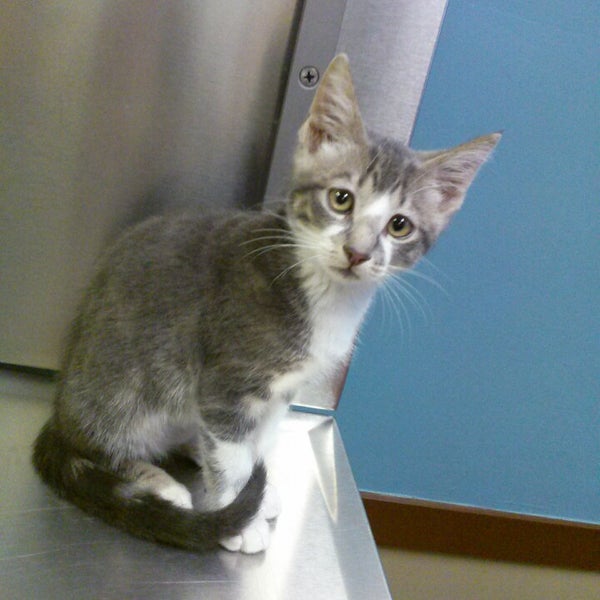 cat hospital of hillsboro boulevard