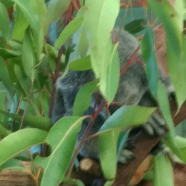 9/27/2016になかにゃんがKuranda Koala Gardensで撮った写真