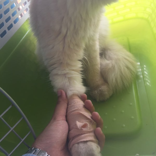 Photos At Klinik Veterinar Segamat Veterinarian