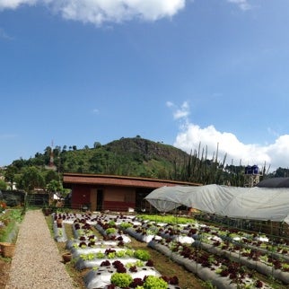 Photos At Cafe Kebun Begonia Maribaya 120 Lembang