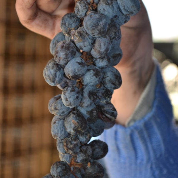 The Amarone grapes still in raising!