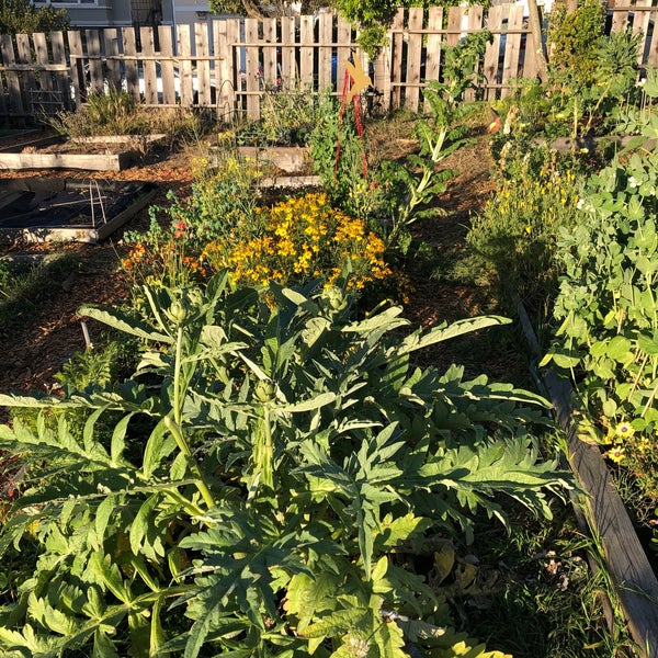 Argonne School Community Garden Inner Richmond 755 15th Ave