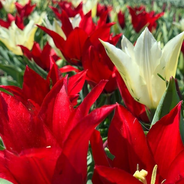 Veldheer Tulip Gardens/DeKlomp Wooden Shoe Factory 12755 Quincy St