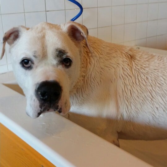 Soggy Paws South Loop 1912 S State St