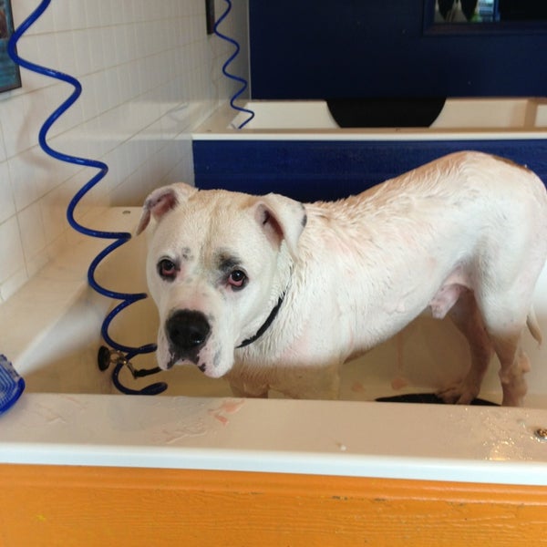 Soggy Paws South Loop 1912 S State St