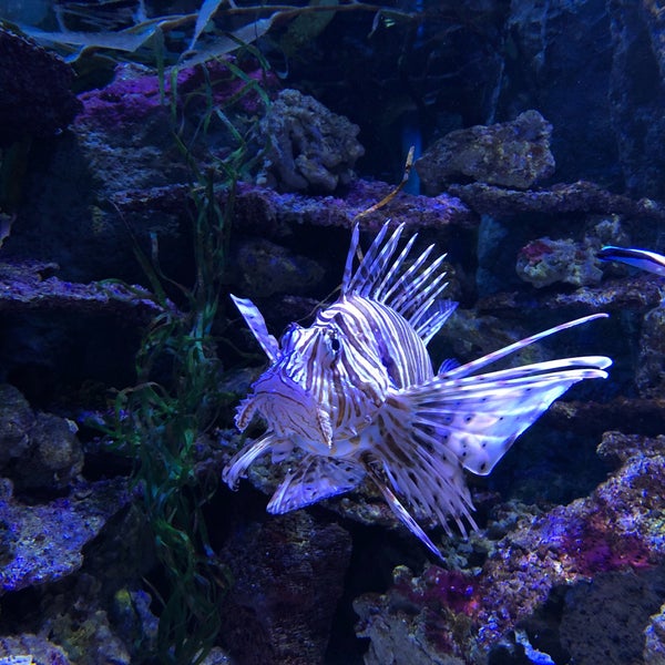 Photo taken at Sea Life by AaA on 9/23/2018