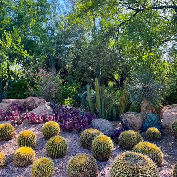 VERY interesting collection of desert plants. A must go when ur in Phoenix!