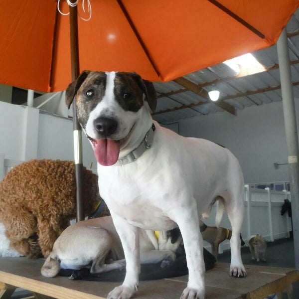 Dr. Boyd’s Veterinary Resort Irvine Veterinarian in Irvine