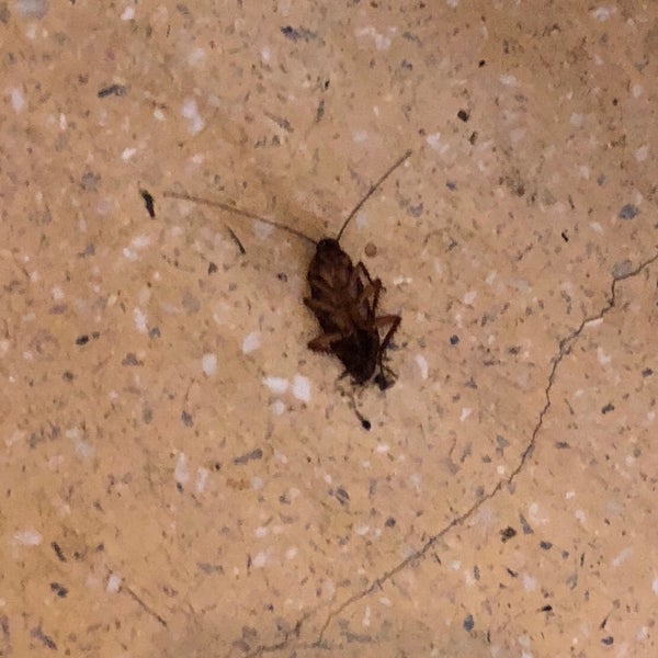 After having counted numerous cockroaches, some alive, some dead every day, with heaps of dust under the bed, my recommendation is to find another hotel. Location is great, drinks are good. Stay away