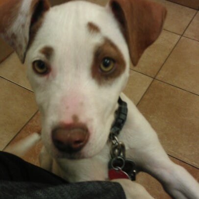 Banfield Pet Hospital 2 Tips From 28 Visitors