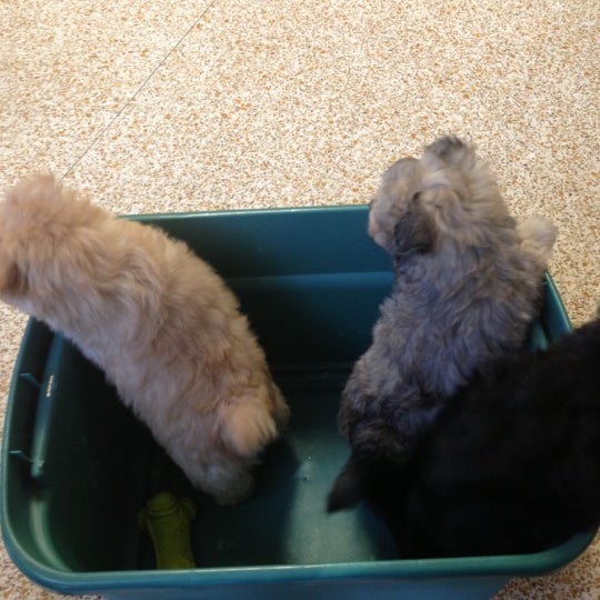 Vca animal hospital bonita sales