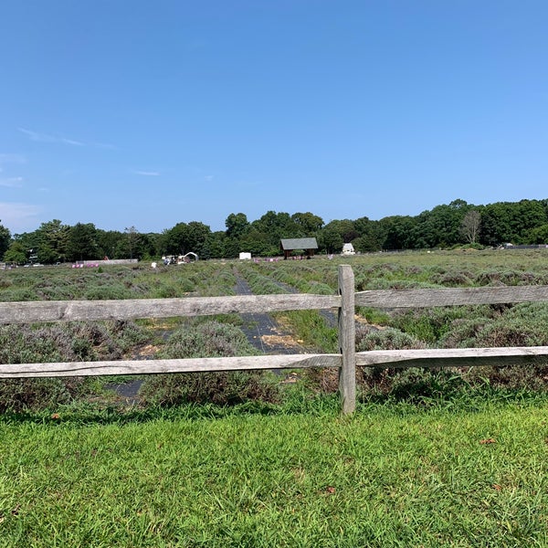 Photo taken at Lavender By the Bay - New York&#39;s Premier Lavender Farm by Diana G. on 7/31/2019